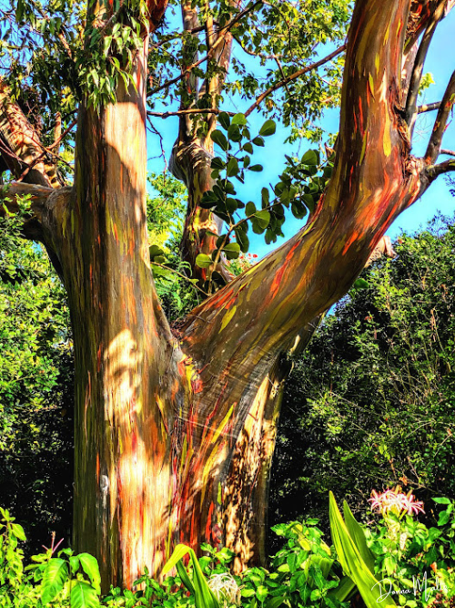 Magical Monkey Pod Tree — Donna Maltz